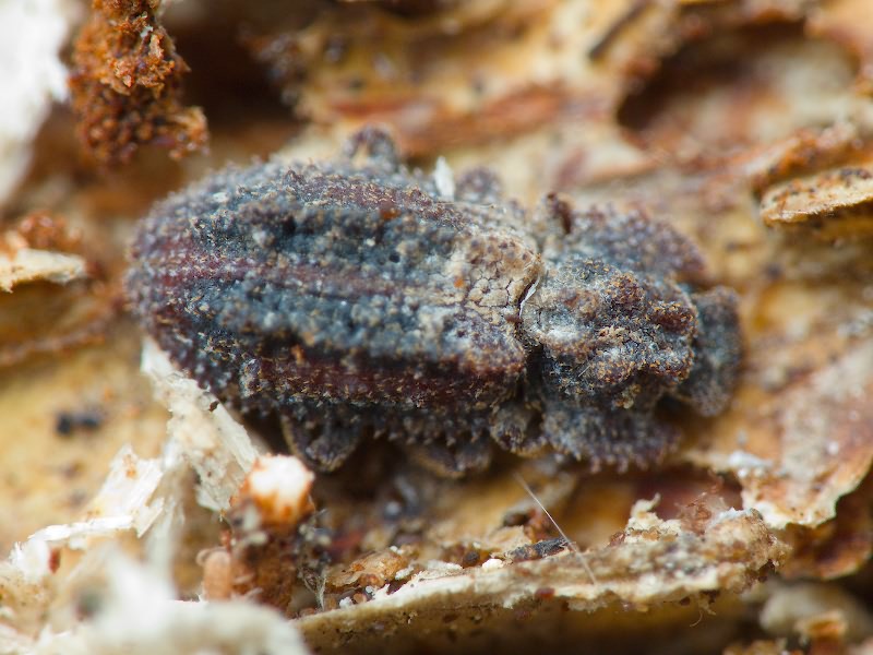 Endophloeus exculptus Germar, 1847